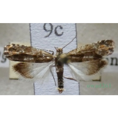 Epinotia pygmaeana (Hübner, 1799) Czech9c